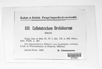 Colletotrichum orchidearum image